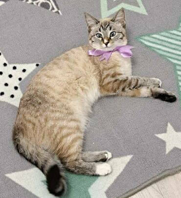 сиамская вислоухая кошка: Кошке 9 месецев, тайской породы, приучена к лотку, одаю в хорошие