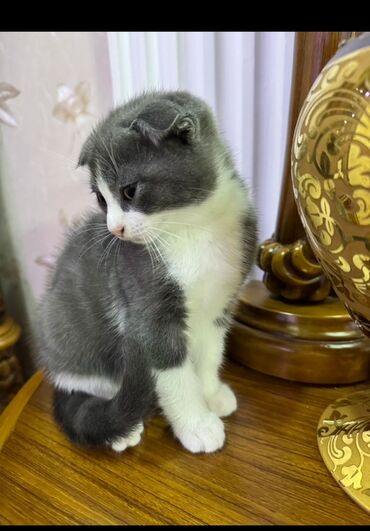 котята в добрые руки бесплатно: Британская, Самец, В добрые руки, Платная доставка