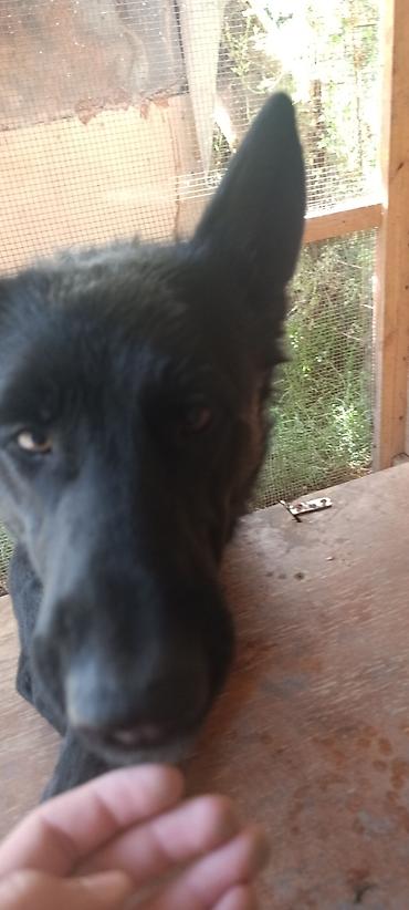 Продажа собак: Немецкая овчарка, 2 года, Самец — 30