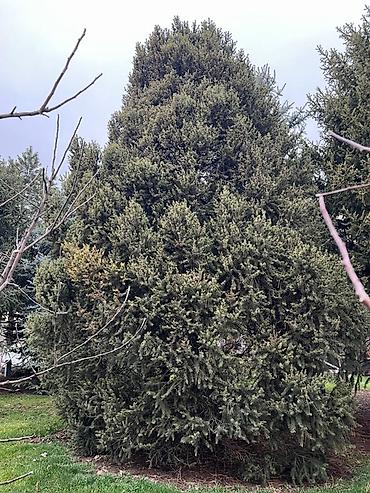 Ель: Высота 3-7 метров — 9