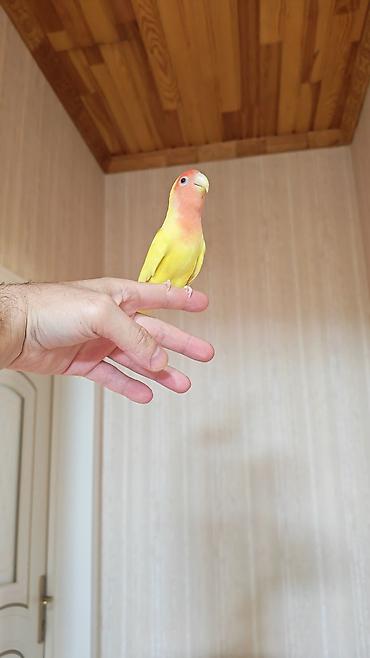 quslar: Məhsul: Sevimli papuqay – Agapornis (Lovebird) növü, sarı gövdə və — 1