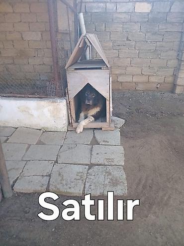 Qafqaz çoban iti lalafo.az -da Qafqaz çoban iti