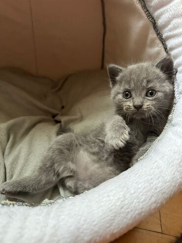 Pişiklər: Dişi, Erkək, Yaxşı əllərə, Ödənişli çatdırılma, Ünvandan götürmə, Rayonlara çatdırılma — 9