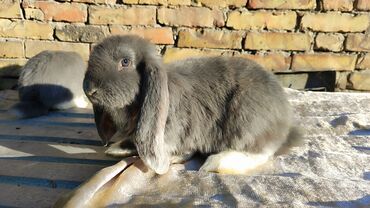 кролики бишкек: Продаются кролики французские бараны возраст 2 с половиной месяца