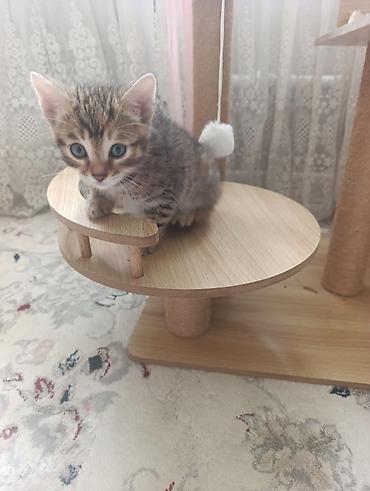green lion: Котята бенгальской породы 2 месяца — 3