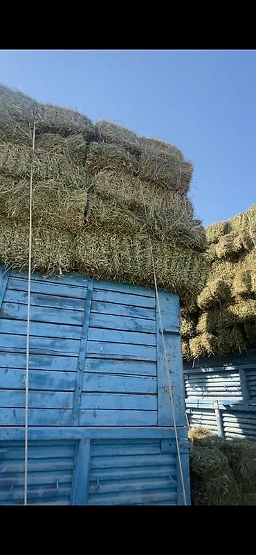 корм для собак бишкек цена: Клевер 3 укос 250 сом — 6