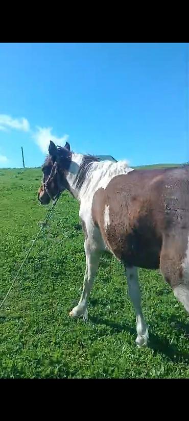 сколько стоит собака бу: Satılır Qiymət 1200m istəyən 050 641 85 17 əlaqə saxlasın — 1