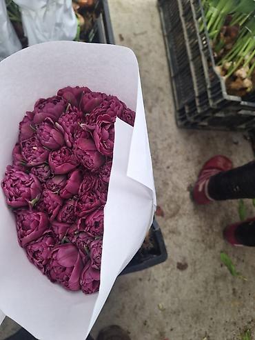 Букеты из живых цветов: Г.Ош оптом и розницу. Тюльпаны с луковицами, срезка «на поле» в — 9