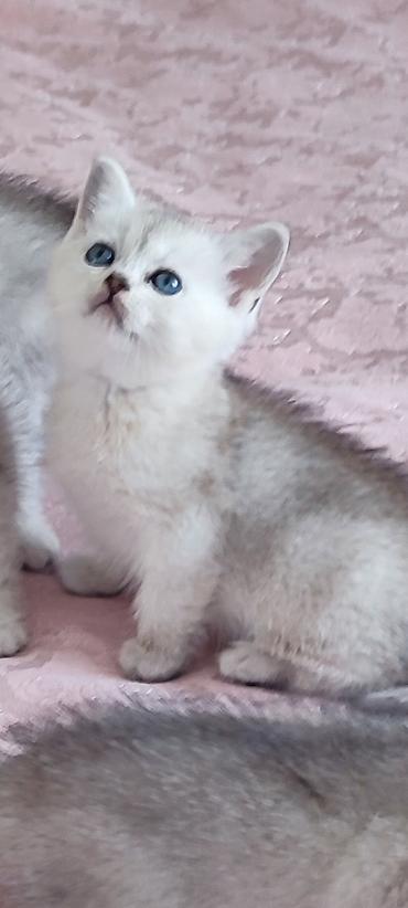 col pisiyi: Şinşilla, Erkək, Dişi, Yaxşı əllərə, Ünvandan götürmə, Ödənişli çatdırılma — 2