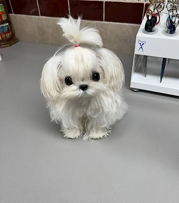 İtlər: Şpitz — 10