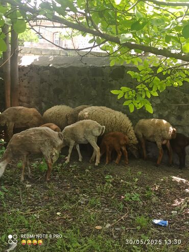 afcarka itlerin satisi: 7 baş qoyun satılır 3 bahalıdır ucu baqazdir biridə qocdur balası