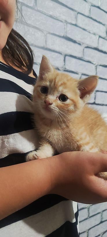 Продажа кошек: Отдам котят в хорошие руки. 3 мальчика 2 девочки. Котята домашние не — 2
