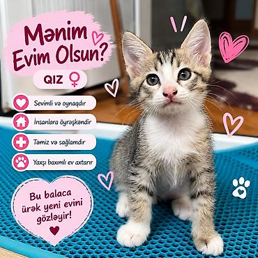 🐾 Təcili sahibləndirilir! 2 aylıq pişik balasıdır — 3 qız. 🐱❤️ Ev