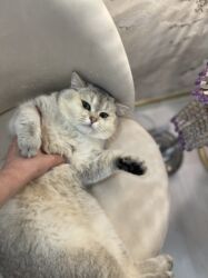 pişik cütləşdirilir: Şinşilla, Erkək, Cütləşmə üçün