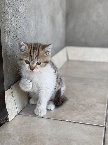 купить кошку манчкин: Котенок шотландской породы Страйт К лотку приучен Возраст 2месяца — 1