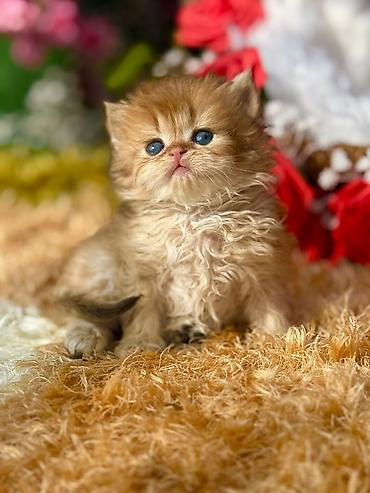 Pişiklər: Qızıl şinşilla, Erkək, Dişi, Yaxşı əllərə, Ünvandan götürmə, Pulsuz çatdırılma, Ödənişli çatdırılma — 4