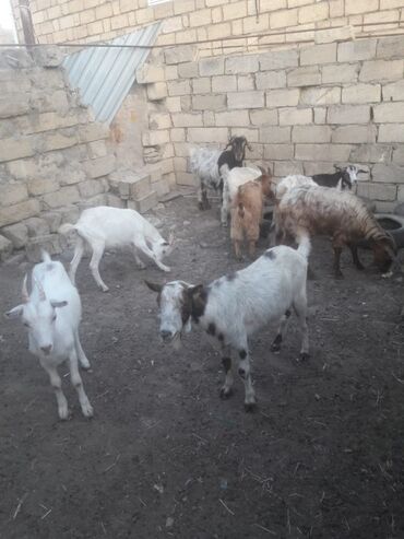 Atlar: Dişi, il: 1, 15 kq, Damazlıq, Ünvandan götürmə