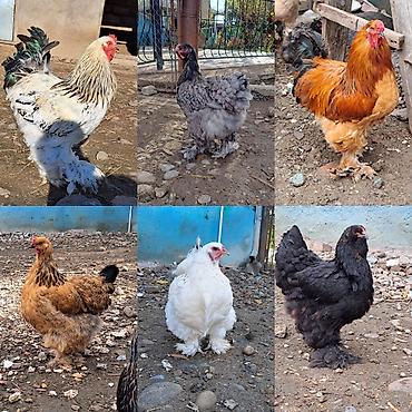 inək satılır binə: Brama yumurtası təzə və mayalı 15-ədədi 20-manat şəkil öz şəkiləridi — 1