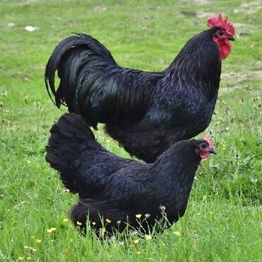 ayam cemani yumurta: Toyuq, Australorp, Damazlıq, Ünvandan götürmə, Ödənişli çatdırılma, Rayonlara çatdırılma