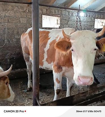 su qablari: 2 ci qarina 4 ayliq bogaz simmental duye satilir. Hal hazırda 14-16 — 4