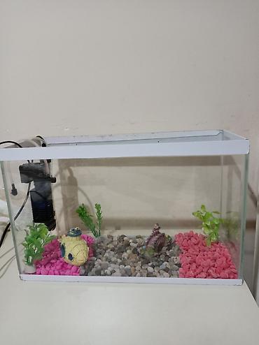 akvarium az: Akvaryum dəsti Sınıqı çatı yoxdu əla vəziyyətdədir hərşeyi var — 6
