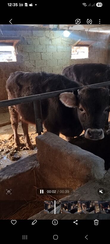 Коровы, быки: Продаю | Бык (самец) | Полукровка | На откорм | Привязанные — 12