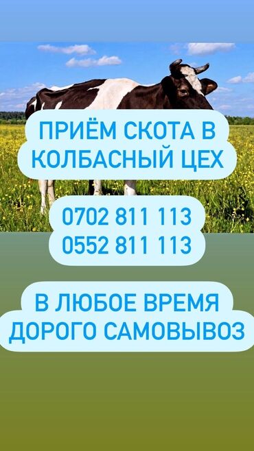 мал баканга киши керек: Сатып алам | Башка а/ч жаныбарлары, Уйлар, букалар | Өзү алып кетүү, Бардык шартта, Күнү-түнү