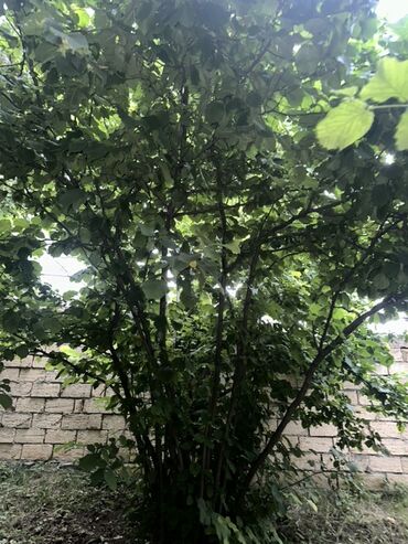 Torpaq sahələrinin satışı: Kənd təsərrüfatı, Kupça (Çıxarış) — 20