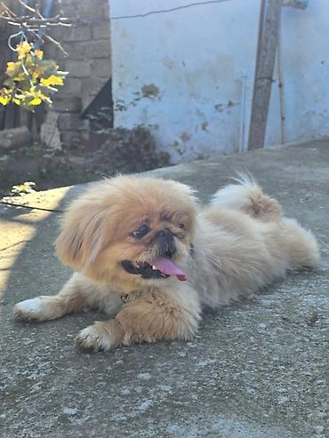 ag it: Pekines, 1 il, Dişi — 10