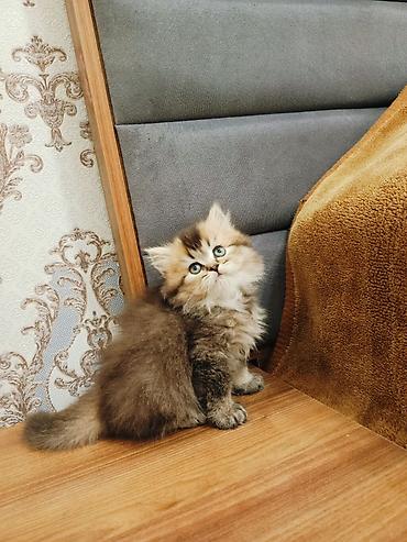 Pişiklər: Britan — 9