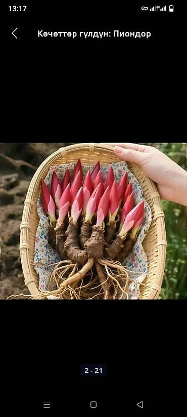 Садовые цветы и кустарники: Саженцы цветка: Пионы, Самовывоз, Платная доставка — 16