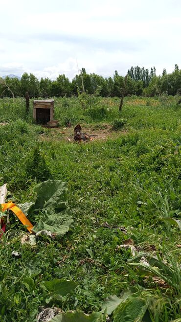 Собаки: Бельгийская овчарка, 4 месяца, Самка, С прививкой at lalafo.kg Собаки: Бельгийская овчарка, 4 месяца, Самка, С прививкой