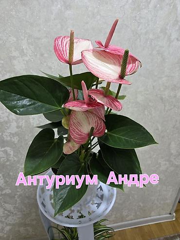Антуриумы: Антуриум Андре (комнатное растение) - Эффектные белые и розово-белые — 4