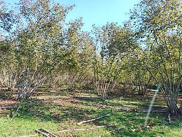 caravan satışı: 54 sot, Kənd təsərrüfatı, Kupça (Çıxarış) — 1