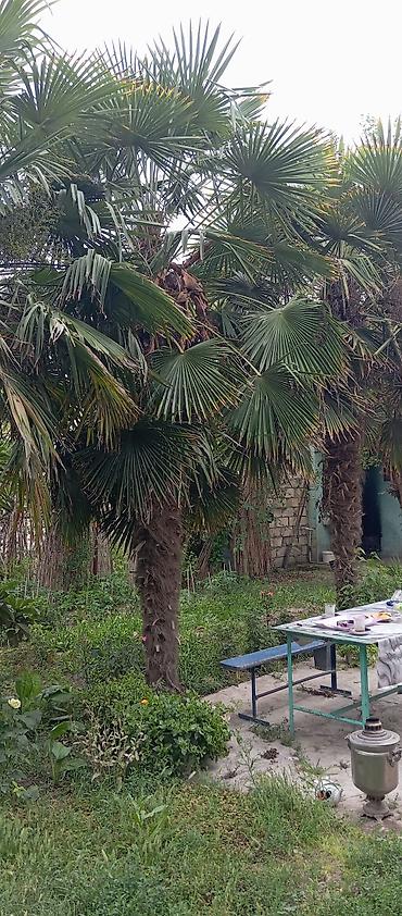 tikanlı bitkilər: Təklif: Bağ üçün dekorativ xurma (Trachycarpus fortunei – külək — 2