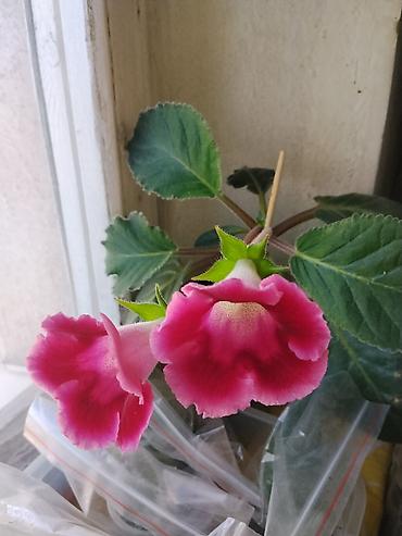 Фиалки и глоксинии: Глоксиния (Sinningia speciosa) комнатная — декоративно-цветущее — 1