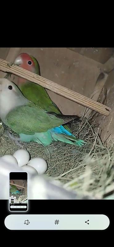 Digər quş: Məhsul: Cüt sevda quşları (lovebird) Təsvir: - Bir-birinə uyğun cüt — 3