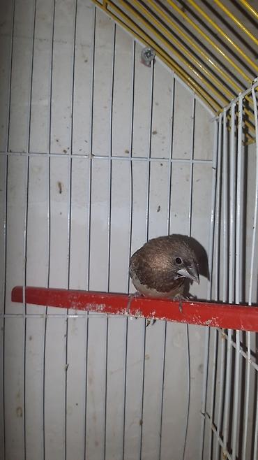 əbabil quşu: Hazir cut amadinler cutu 30m.teki 15m — 2