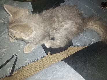 котята сибирской кошки купить: Сибирь, 2 айлык, Ургаачы, Боз, Эмделген
