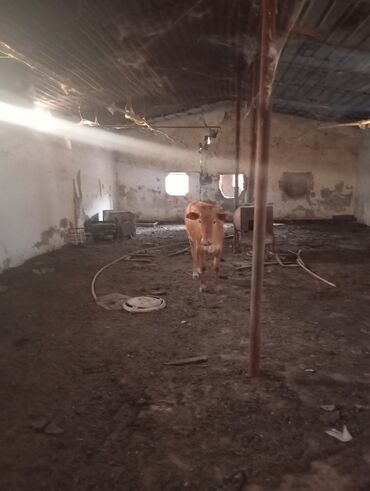 Yerimək üçün arabalar, çəliklər, əsalar, rollatorlar: Dana damzlı ətlik bu nömrəyə yaz seg vun0517802186