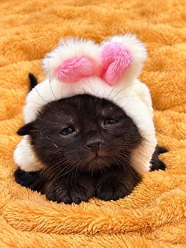 сколько стоит вислоухие котята: 🐾 Шотландские котята ищут любящих хозяев! 🐾 Малышам сейчас всего 4 — 8