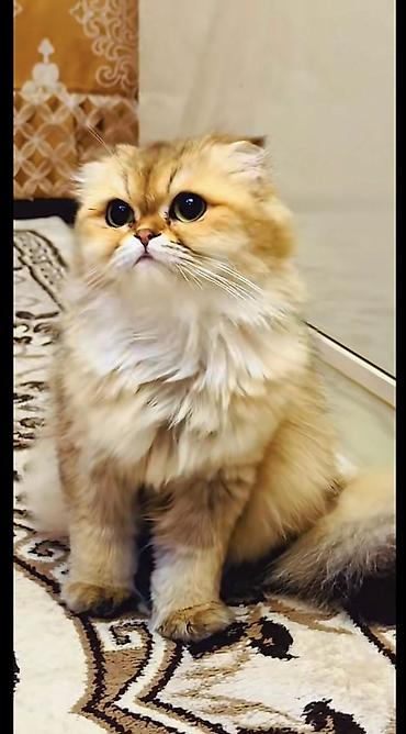 голд шиншилла: Золотая шиншилла — 7
