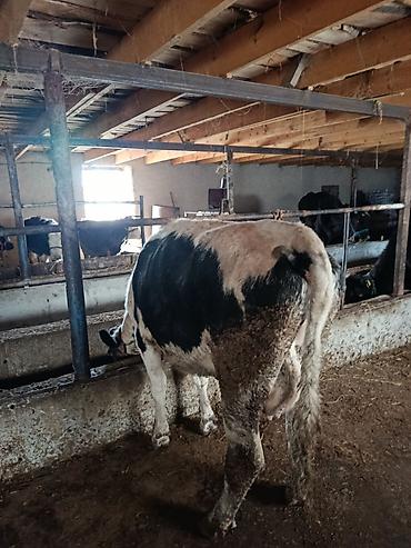 Коровы, быки: Продаю | Корова (самка) | Для молока | Привязанные — 3