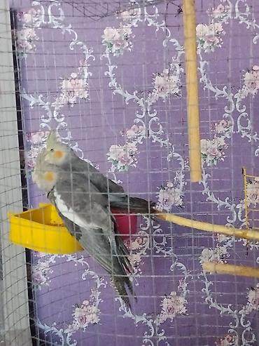 Tutuquşu Razılaşma və yaxud Barter - Rəng: boz tonlarda, yanaqlarda lalafo.az -da Tutuquşu Razılaşma və yaxud Barter - Rəng: boz tonlarda, yanaqlarda