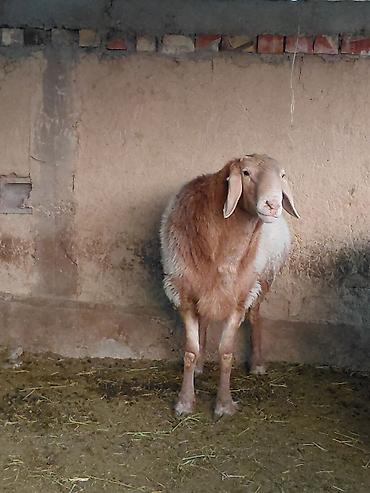 sell animal: Продаю | Баран (самец) | Арашан | Для разведения | Племенные — 1