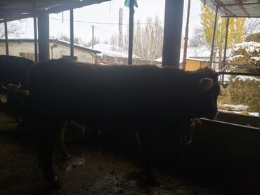 отдам даром щенка ротвейлера: Продаю 3х БЫКОВ на доктором!цена в кругу 320000 сом