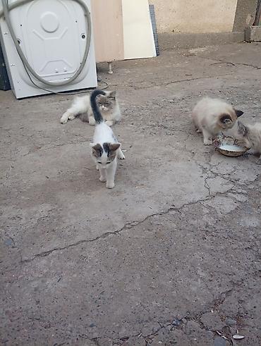 собака из приюта: Кошка даром: Сибирская, 4 месяца, Мальчик — 2