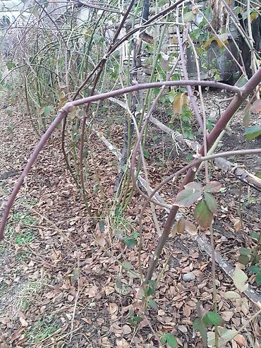 Ежевика: Лохнес сорту Ежевика садовая (саженцы/кустовые посадки) - Культура — 4