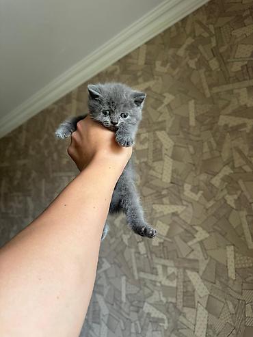 Кошки: Шотландская, В добрые руки — 5