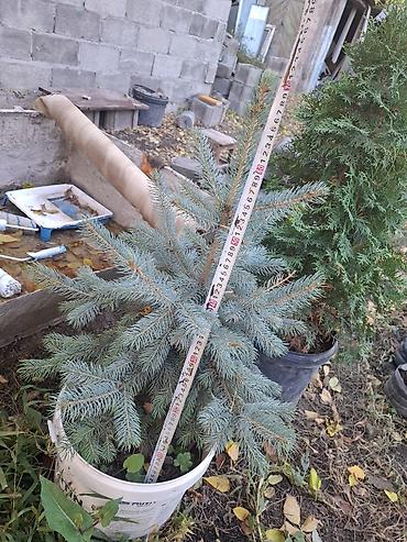 елка голубая: Ель голубая (Picea pungens) в контейнере или меняю телефон айфон — 5